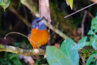 Ranomafana National Park